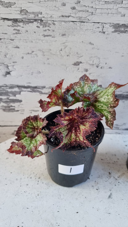 Begonia rex 'Harmony's Star Dragon'