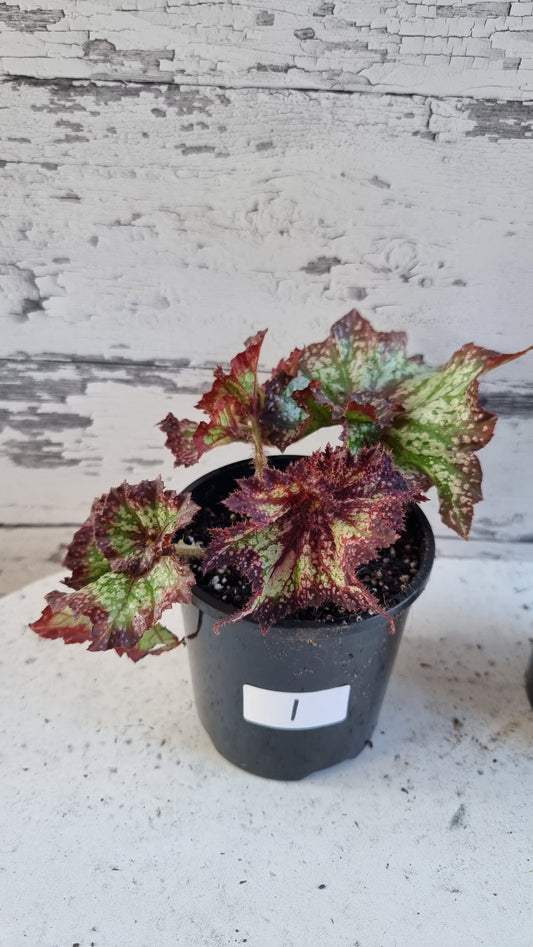 Begonia rex 'Harmony's Star Dragon'