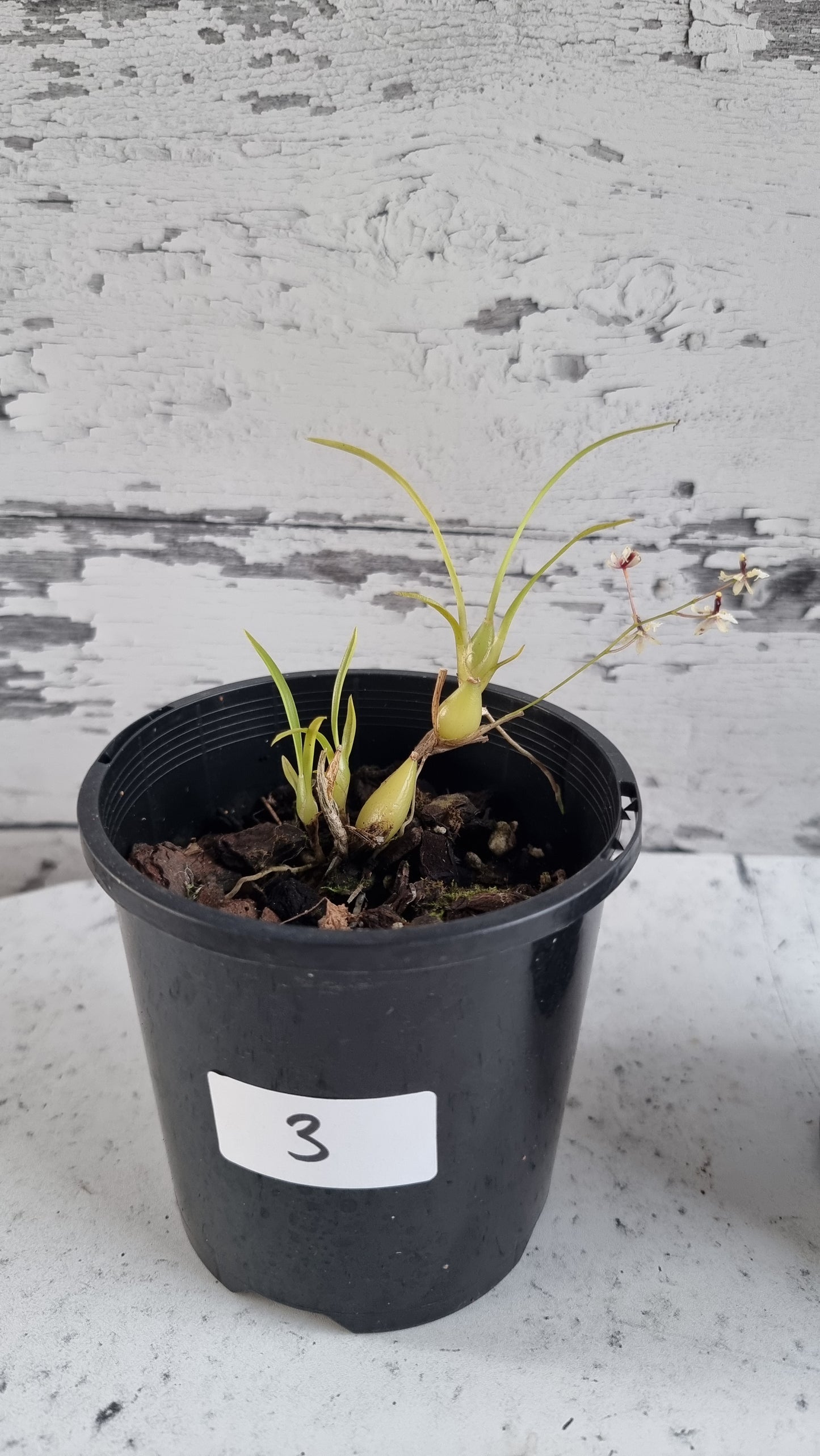 Gomesa (prev. Ornithophora) radicans - Miniature Orchid