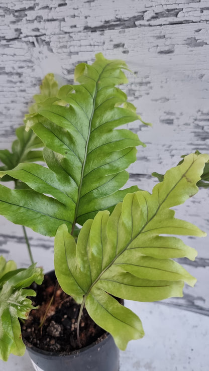 '尼古拉斯钻石' Phlebosia