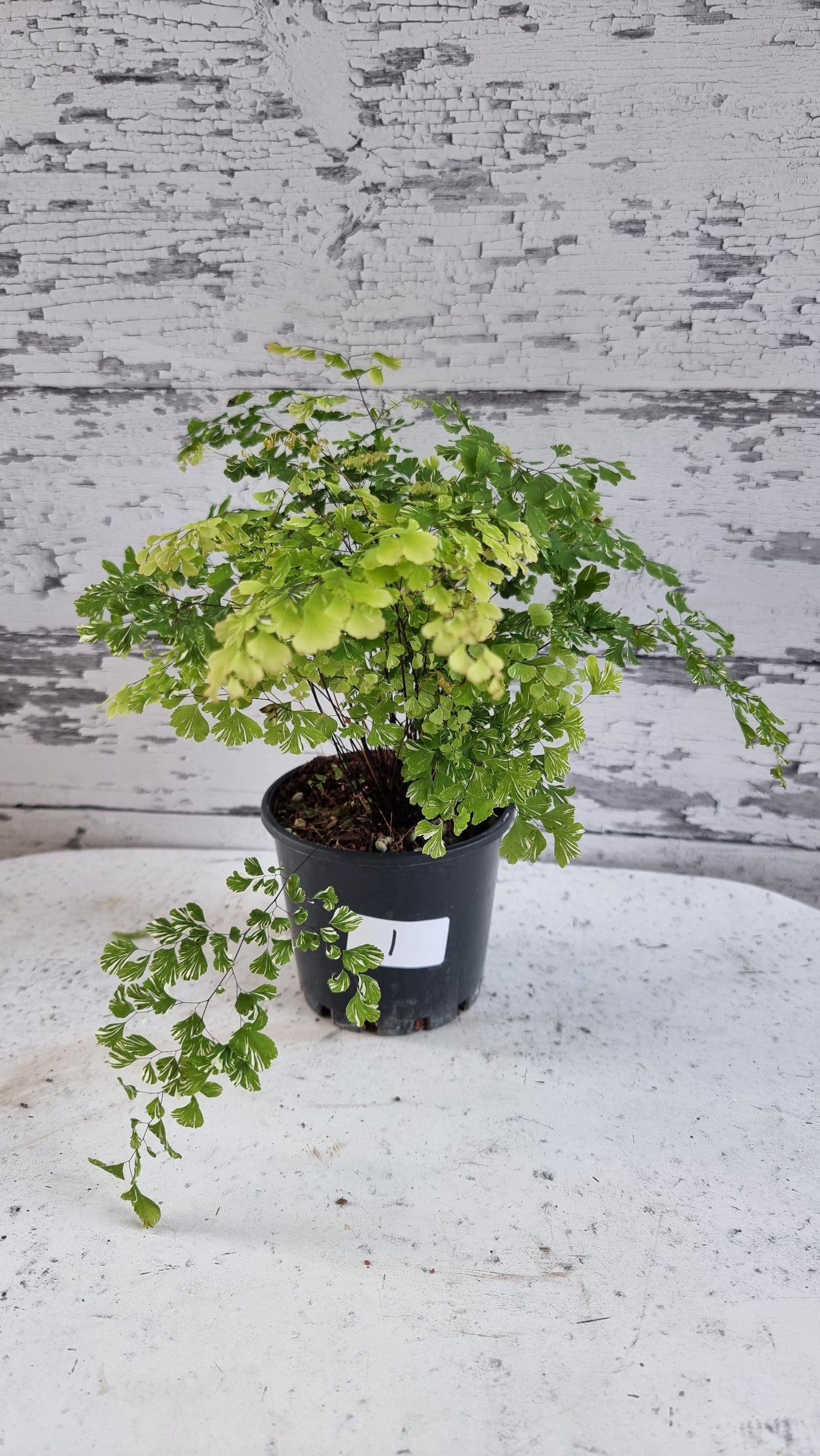 Adiantum raddianum 'Variegatum' - Variegated Delta Maidenhair Fern