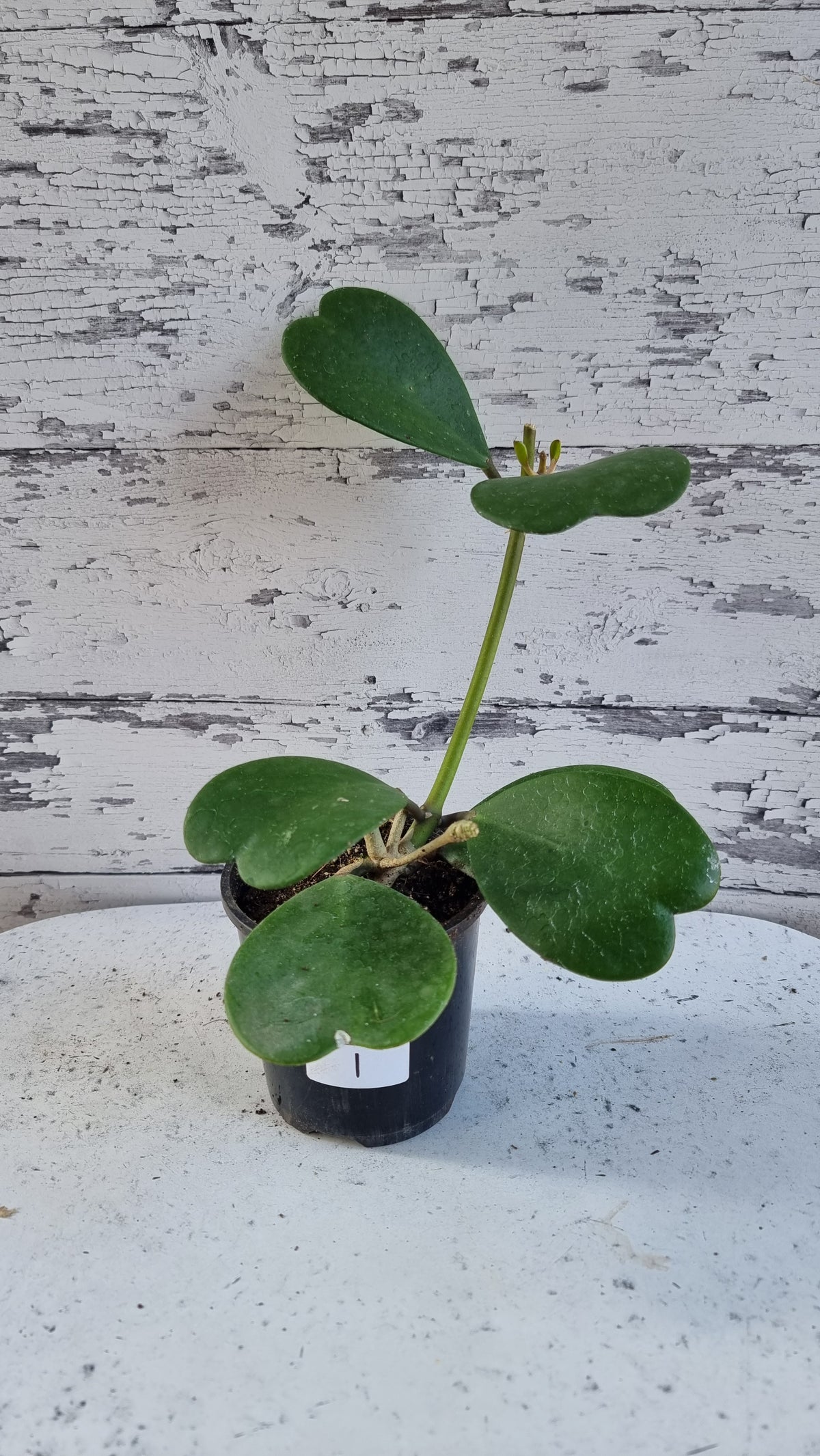Hoya kerrii - Sweetheart Hoya