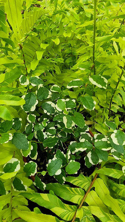 Ficus pumila ‘Ice Caps’ - Variegated Creeping Fig
