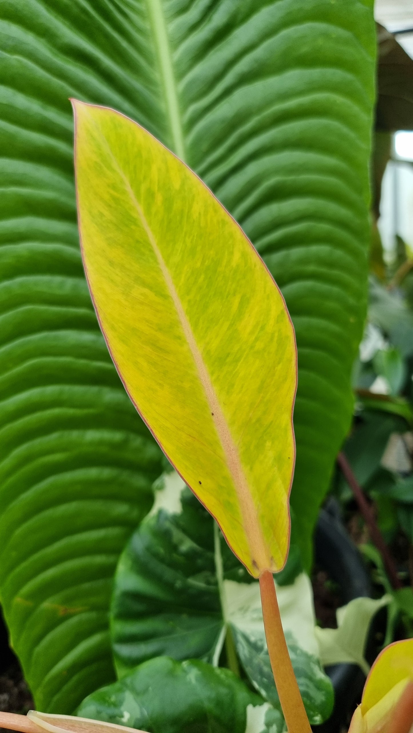 Philodendron 'Calkins Gold'
