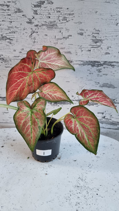 Caladium bicolour 'Jungle Ember'
