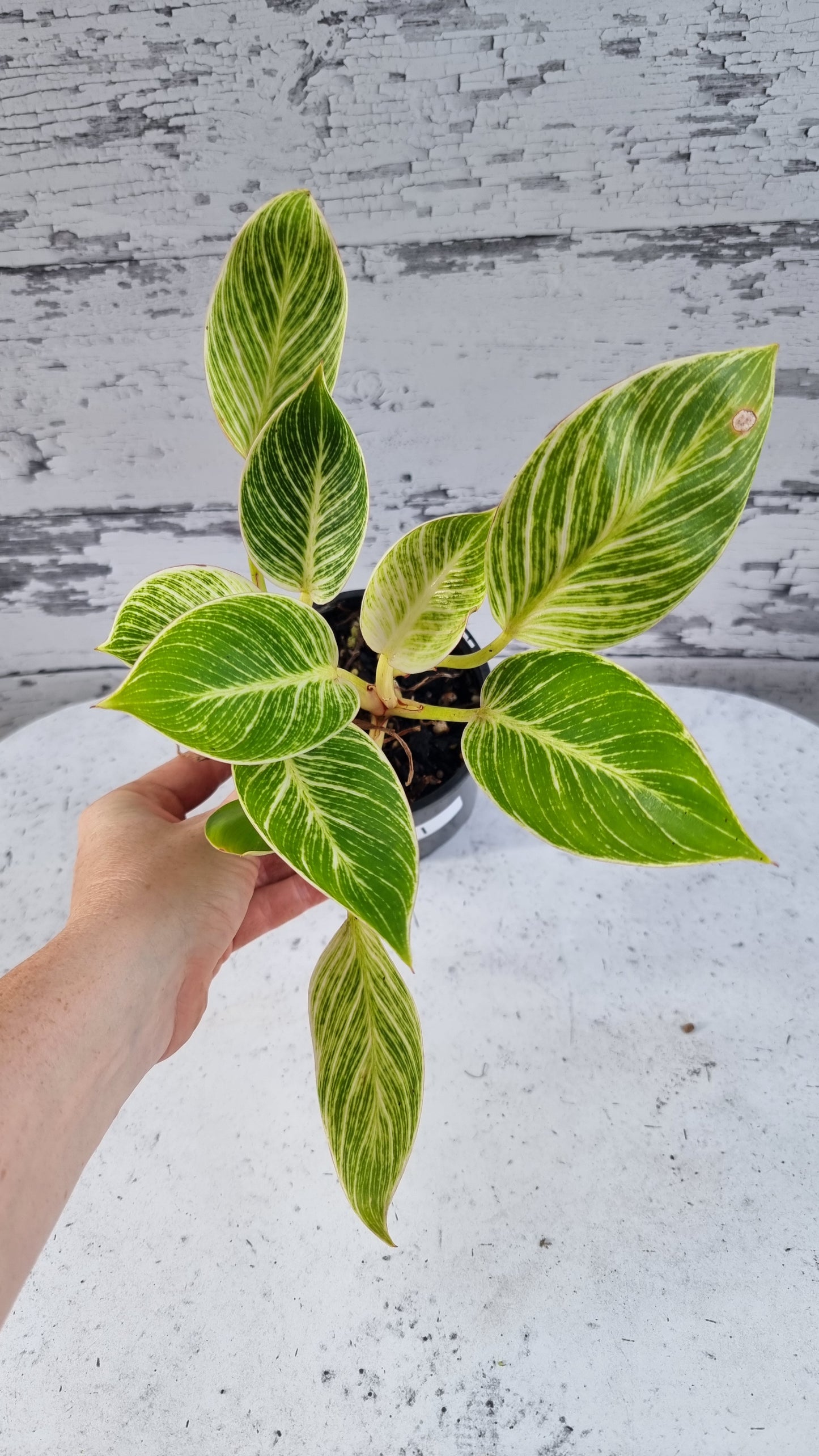 Philodendron 'Birkin'
