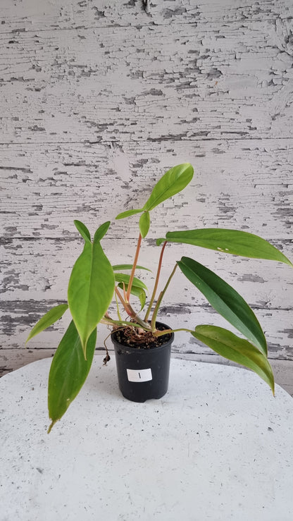 Philodendron 'Bette Waterbury' (Prev 69686) - 'Big Ears'