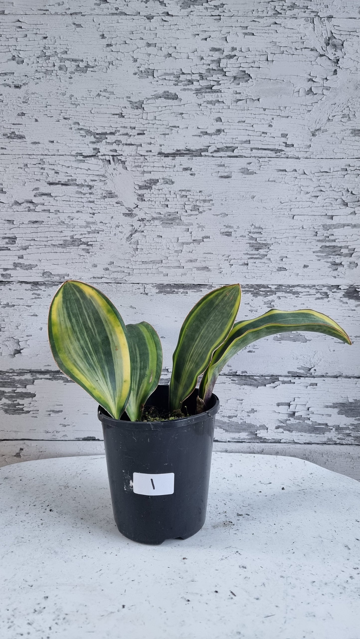 Draceana (prev. Sansevieria) masoniana variegata - Variegated Whale Fin