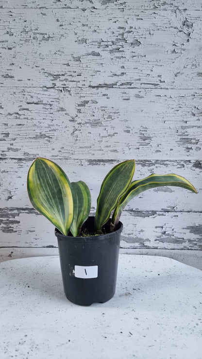 Draceana (prev. Sansevieria) masoniana variegata - Variegated Whale Fin