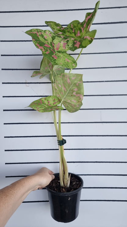 Caladium bicolour 'Raspberry Moon'