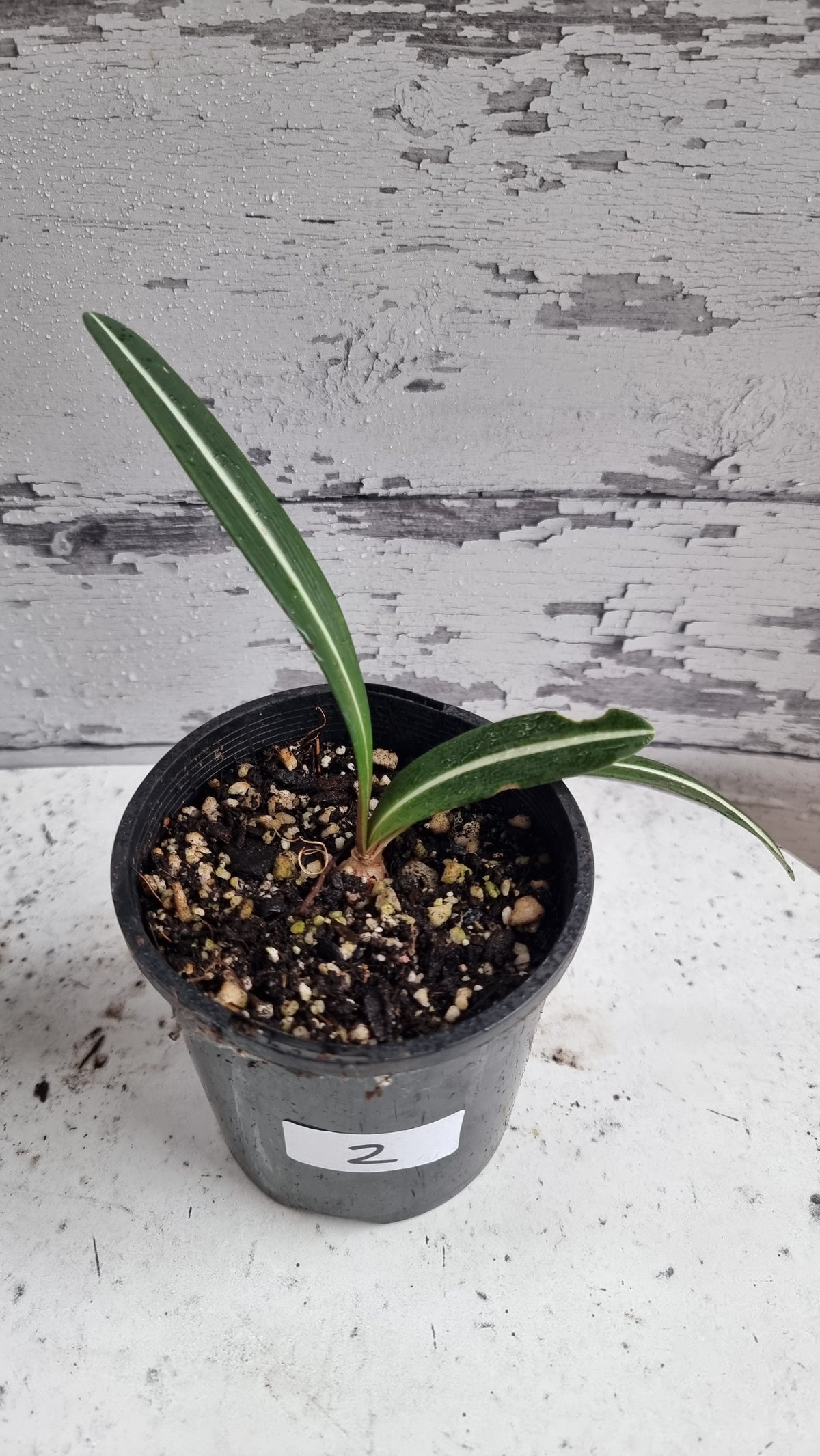 Hippeastrum striatifolium - Striped Amaryllis