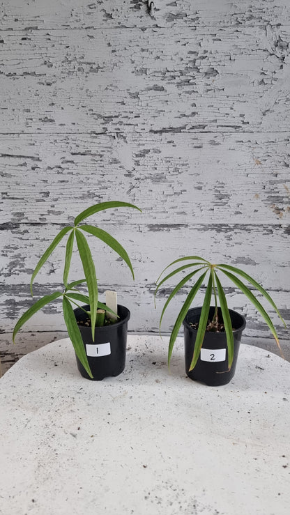 Anthurium polydactylum - Tropical Aroid