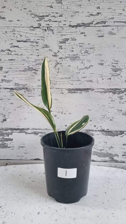 Aspidistra elatior variegata - 雜色鑄鐵廠