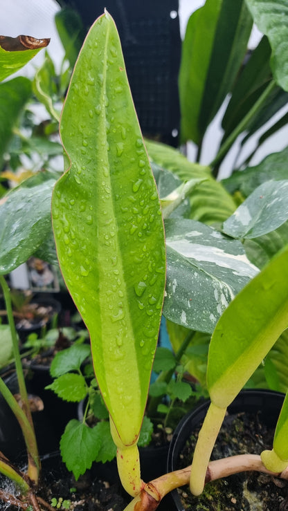 Philodendron crassinervium