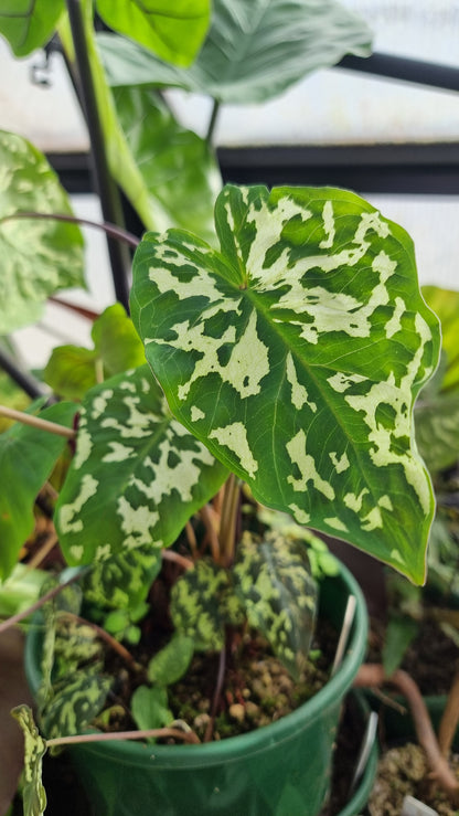 花叶芋‘希洛美’