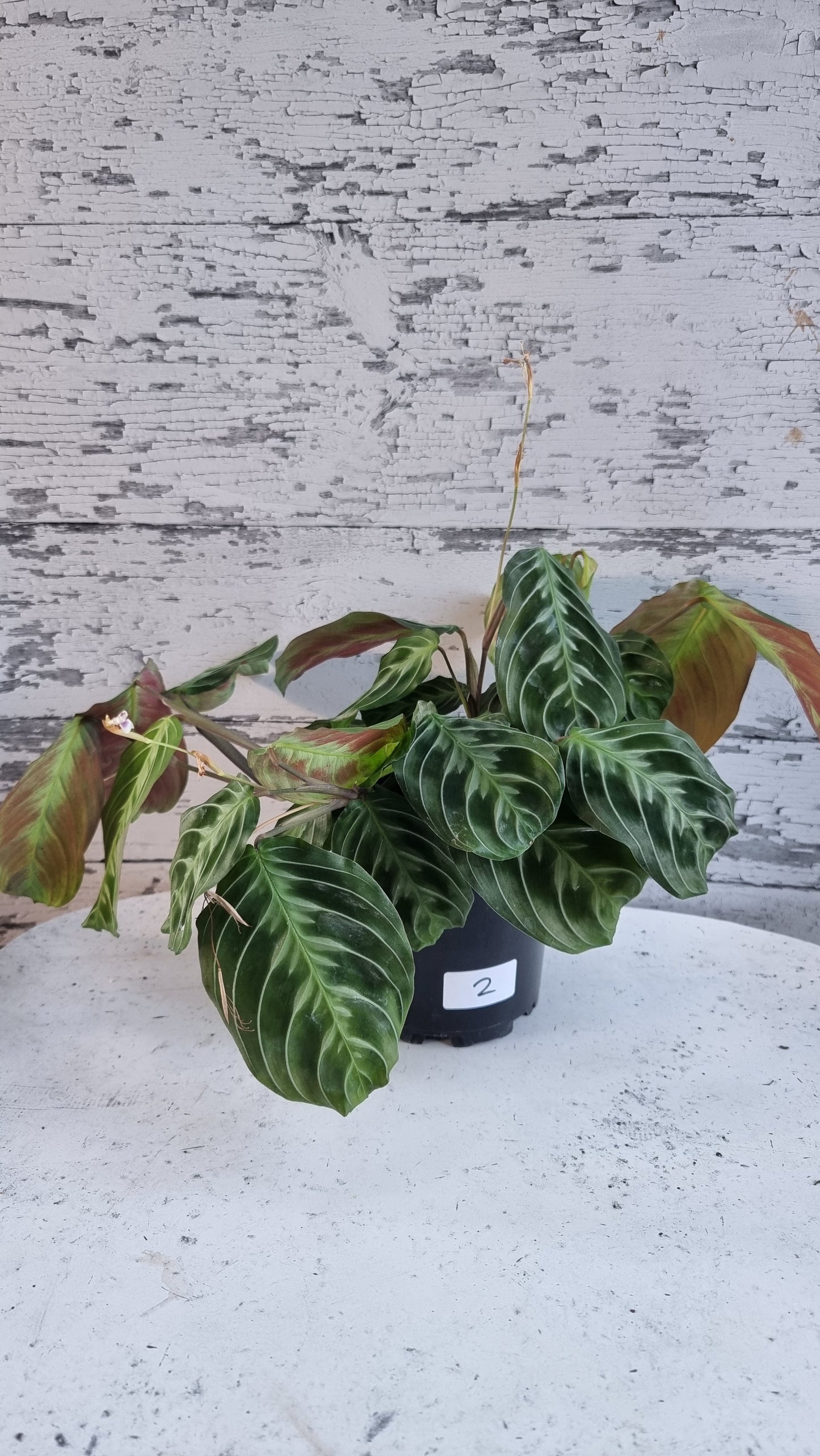 Maranta NoID 'Cat Moustache'