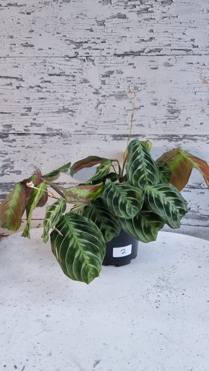 Maranta NoID 'Cat Moustache'