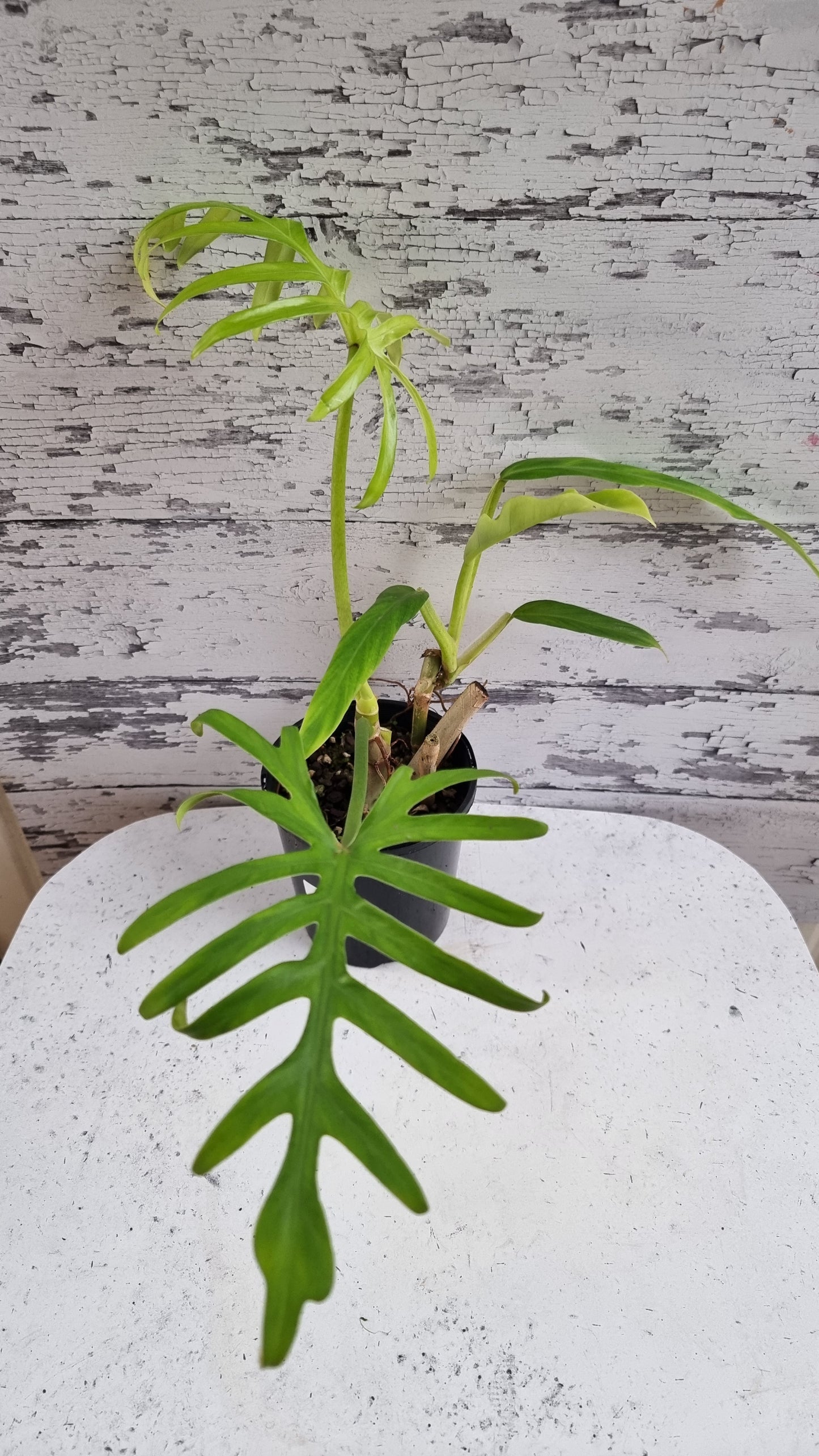 Philodendron elegans - Skeleton Key Plant