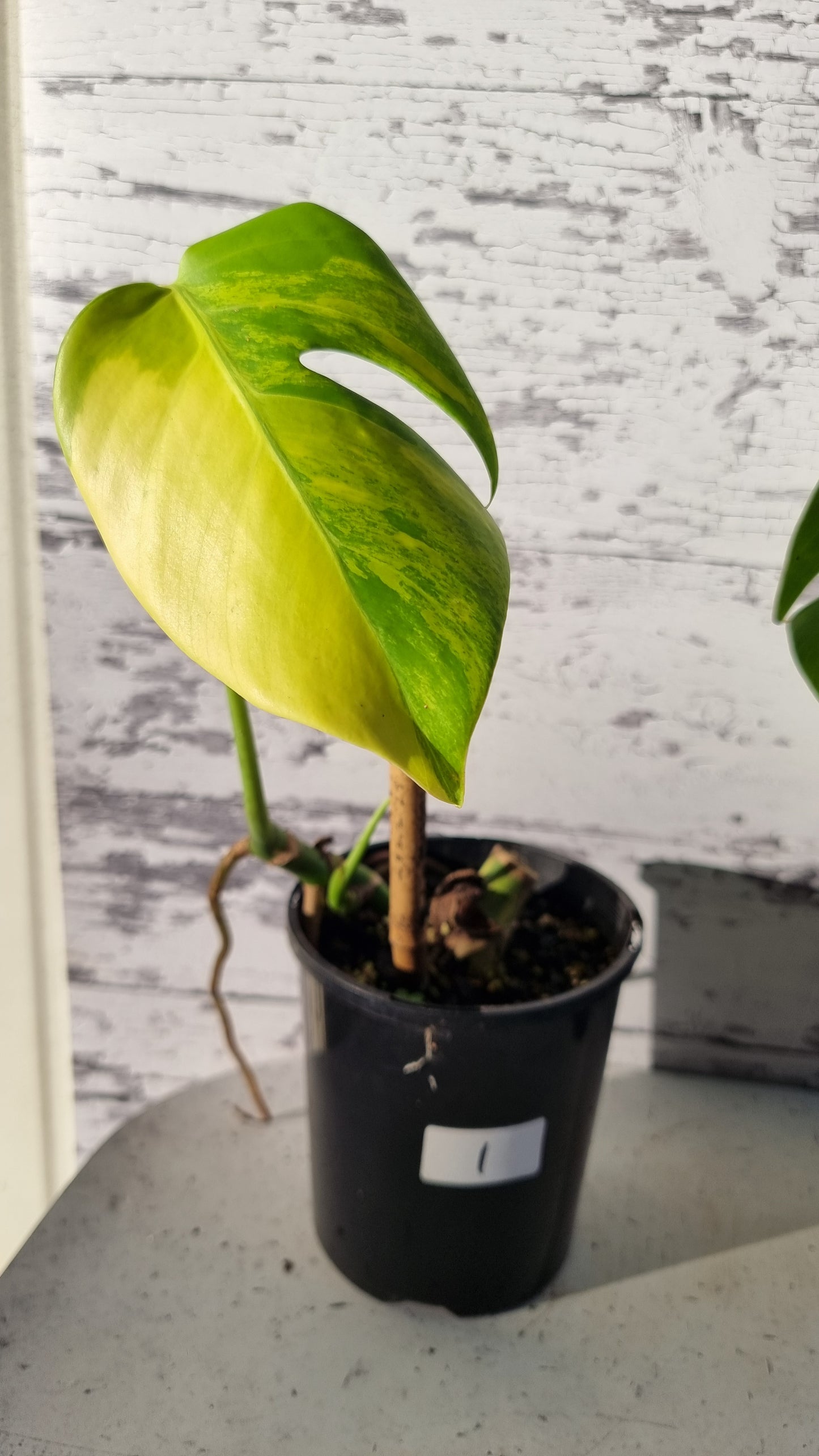Monstera deliciosa 'Aurea' - Yellow Variegated Fruit Salad Plant