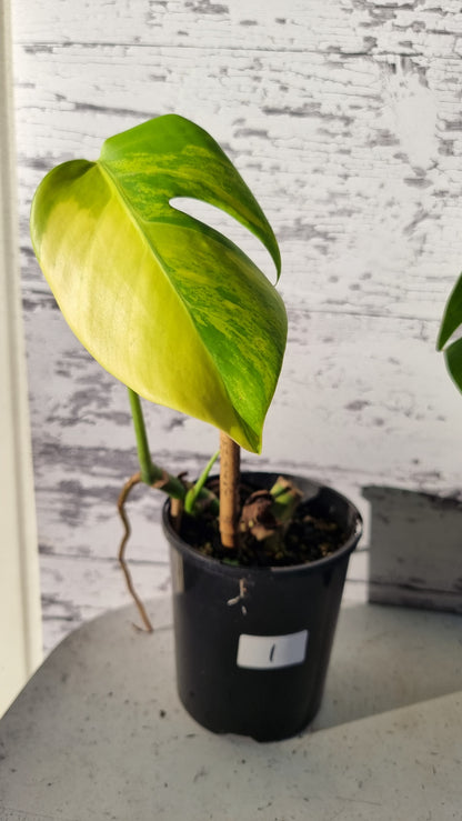 Monstera deliciosa 'Aurea' - Yellow Variegated Fruit Salad Plant