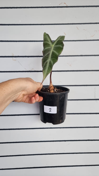 Alocasia longiloba 'Denudata' purple - Non TC