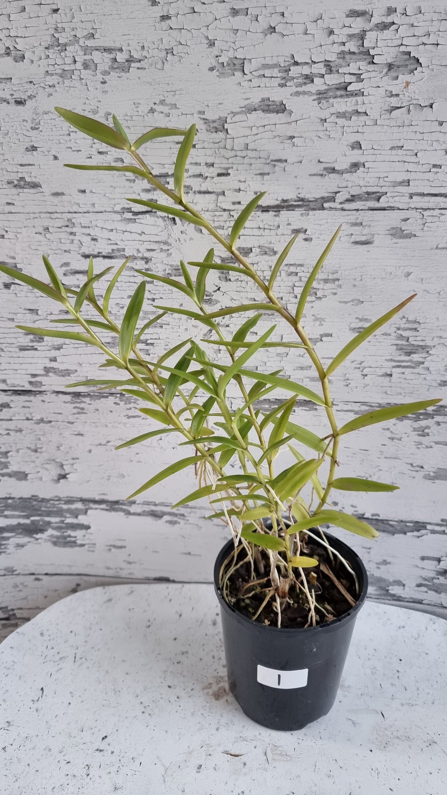 Epidendrum ibaguence - Fire-Star Crucifix Orchid