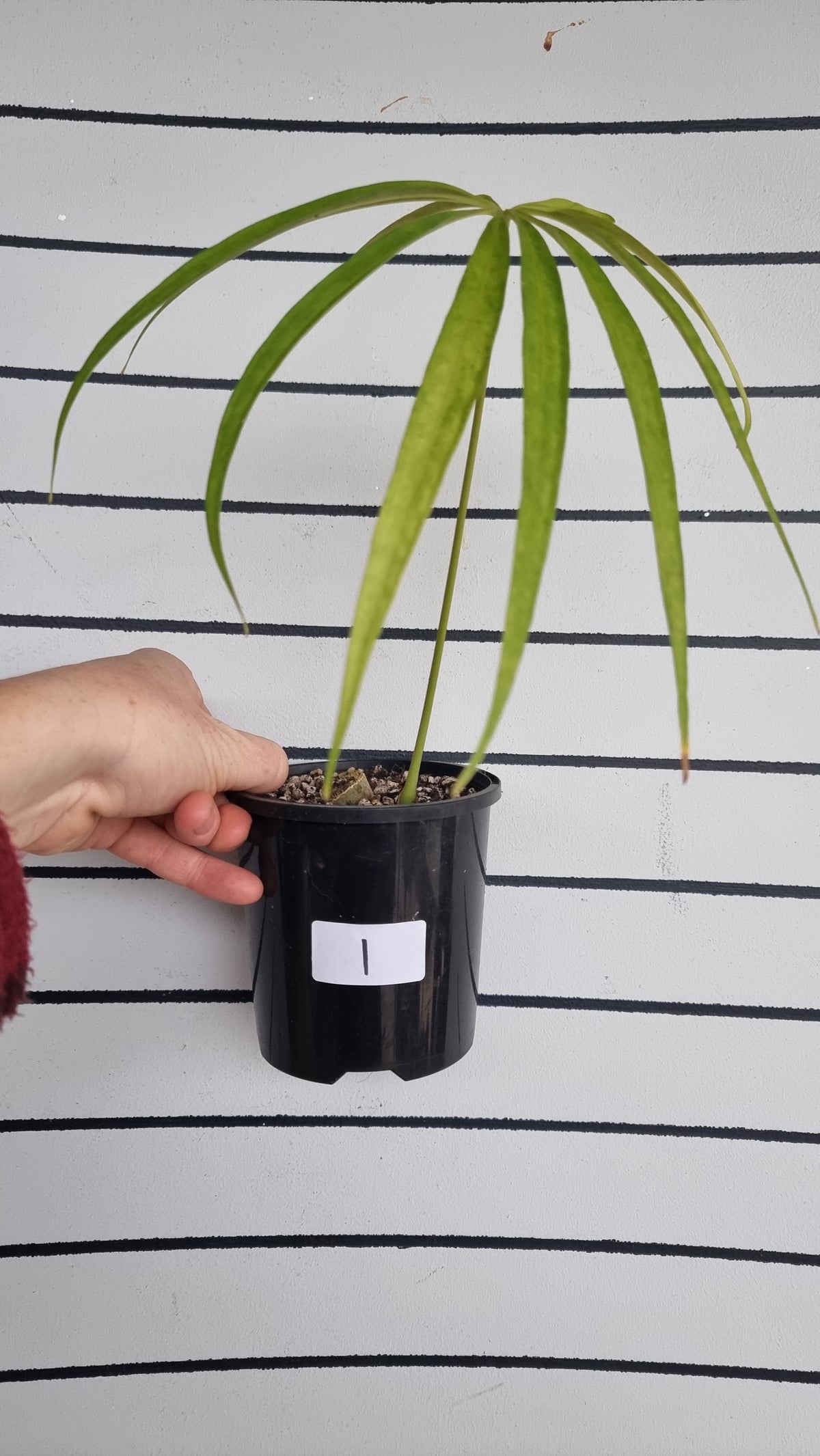 Anthurium polydactylum - Tropical Aroid
