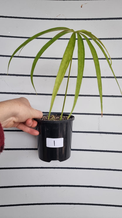 Anthurium polydactylum - Tropical Aroid