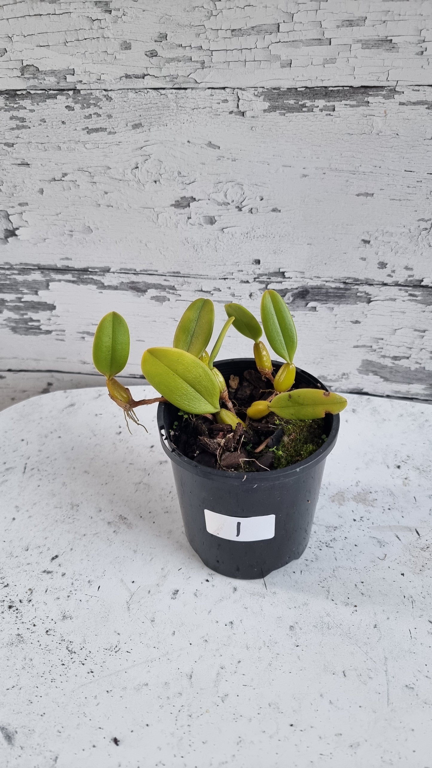 Bulbophyllum x 'Sheryl Kurizaki' - Orchid Plant