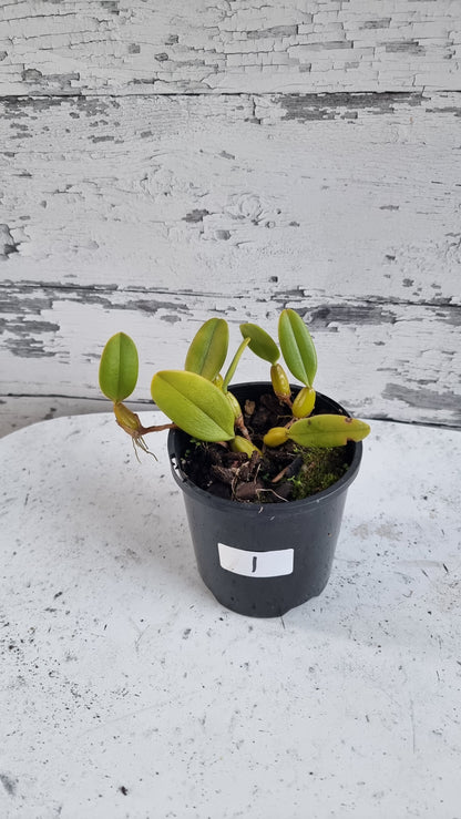 Bulbophyllum x 'Sheryl Kurizaki' - Orchid Plant