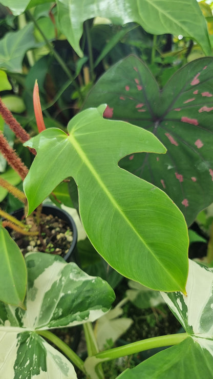 Philodendron squamiferum