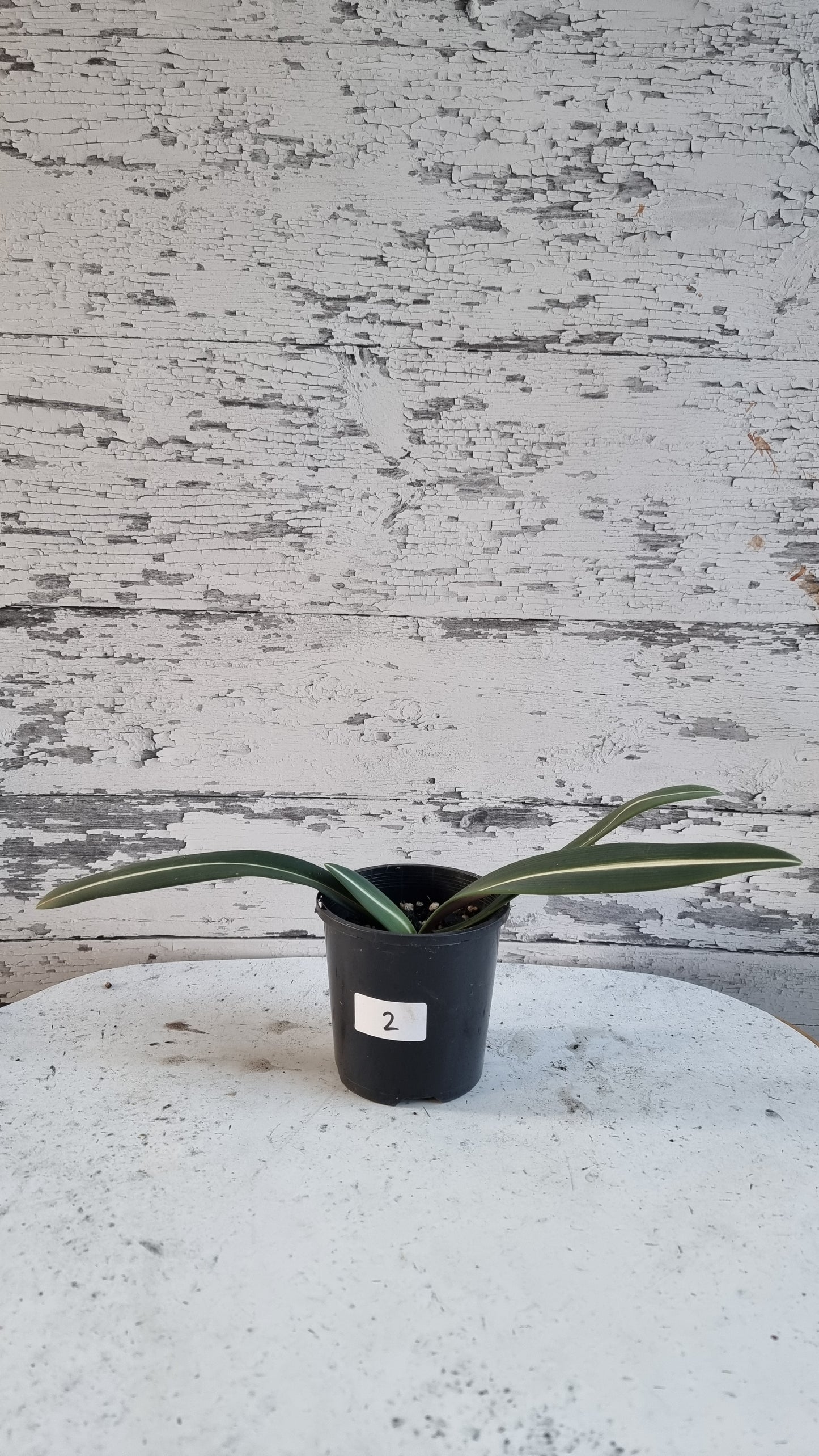 Hippeastrum striatifolium - Striped Amaryllis