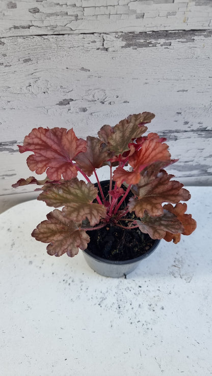Heuchera 'Peach Flambe'
