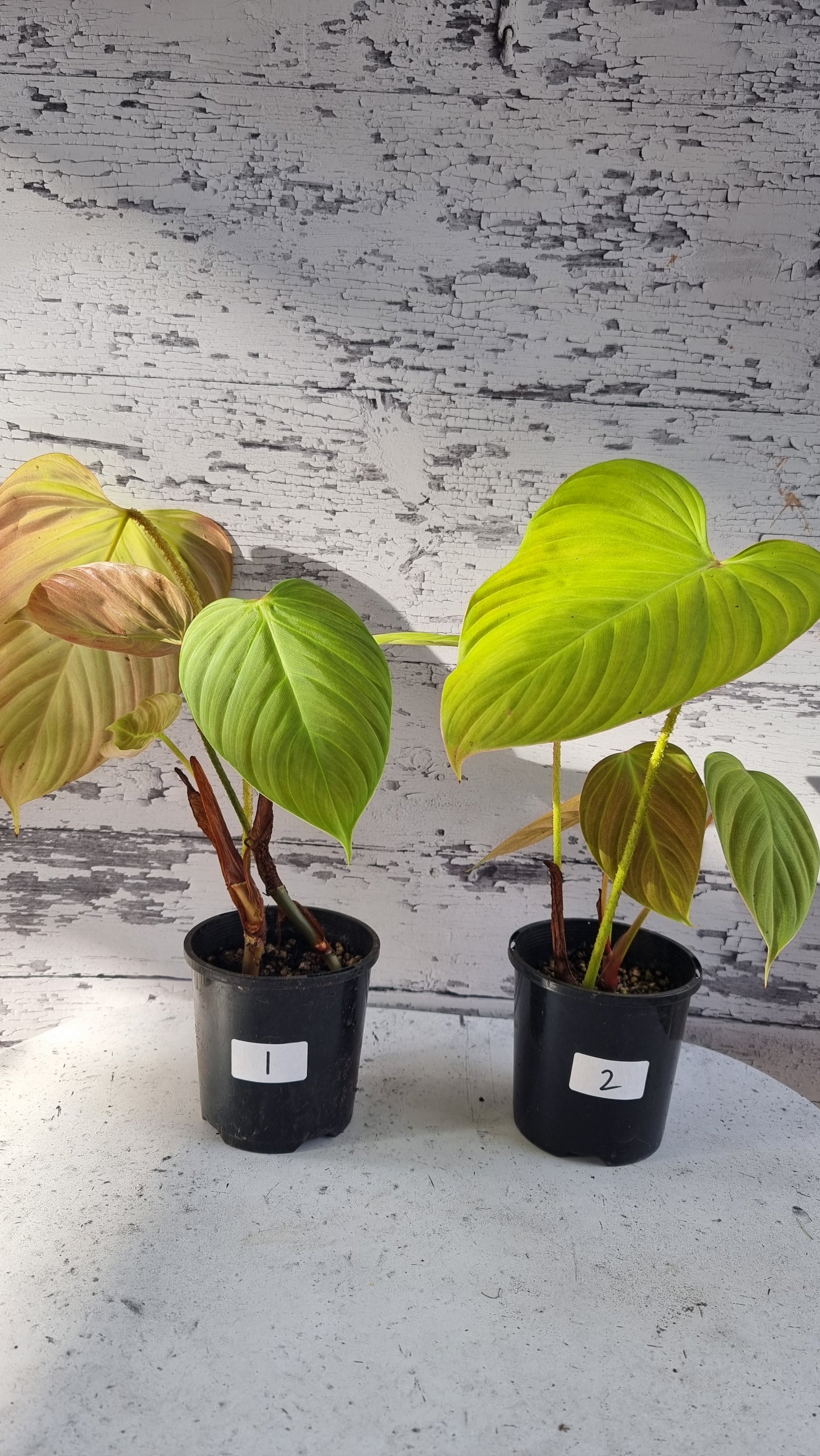 Philodendron 'Fuzzy Petiole'