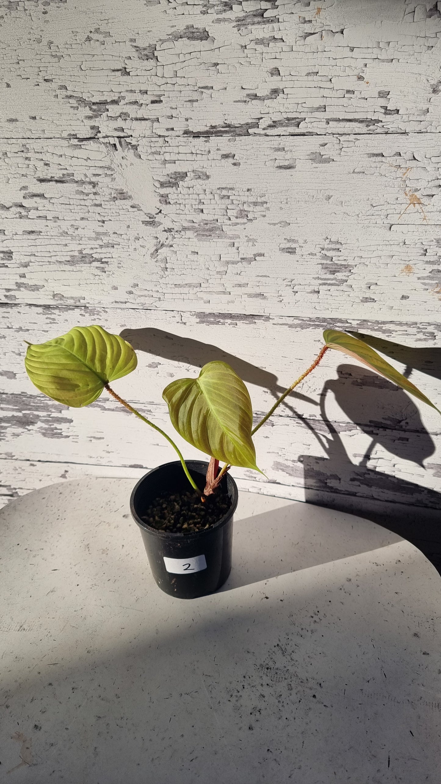 Philodendron 'Fuzzy Petiole'