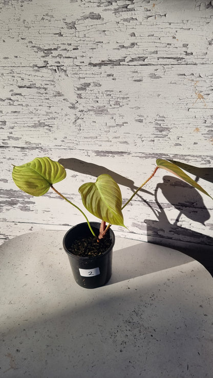 Philodendron 'Fuzzy Petiole'