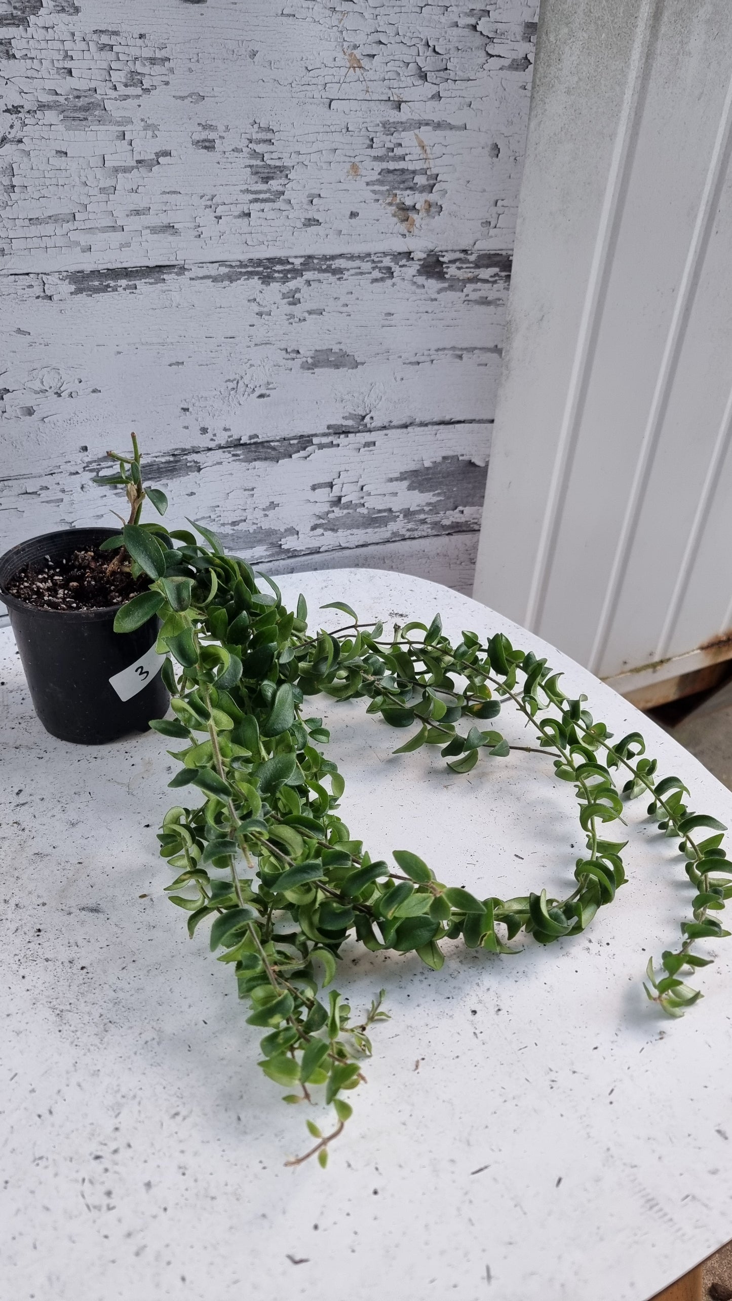 Aeschynanthus radicans 'Curly' - Lipstick Plant