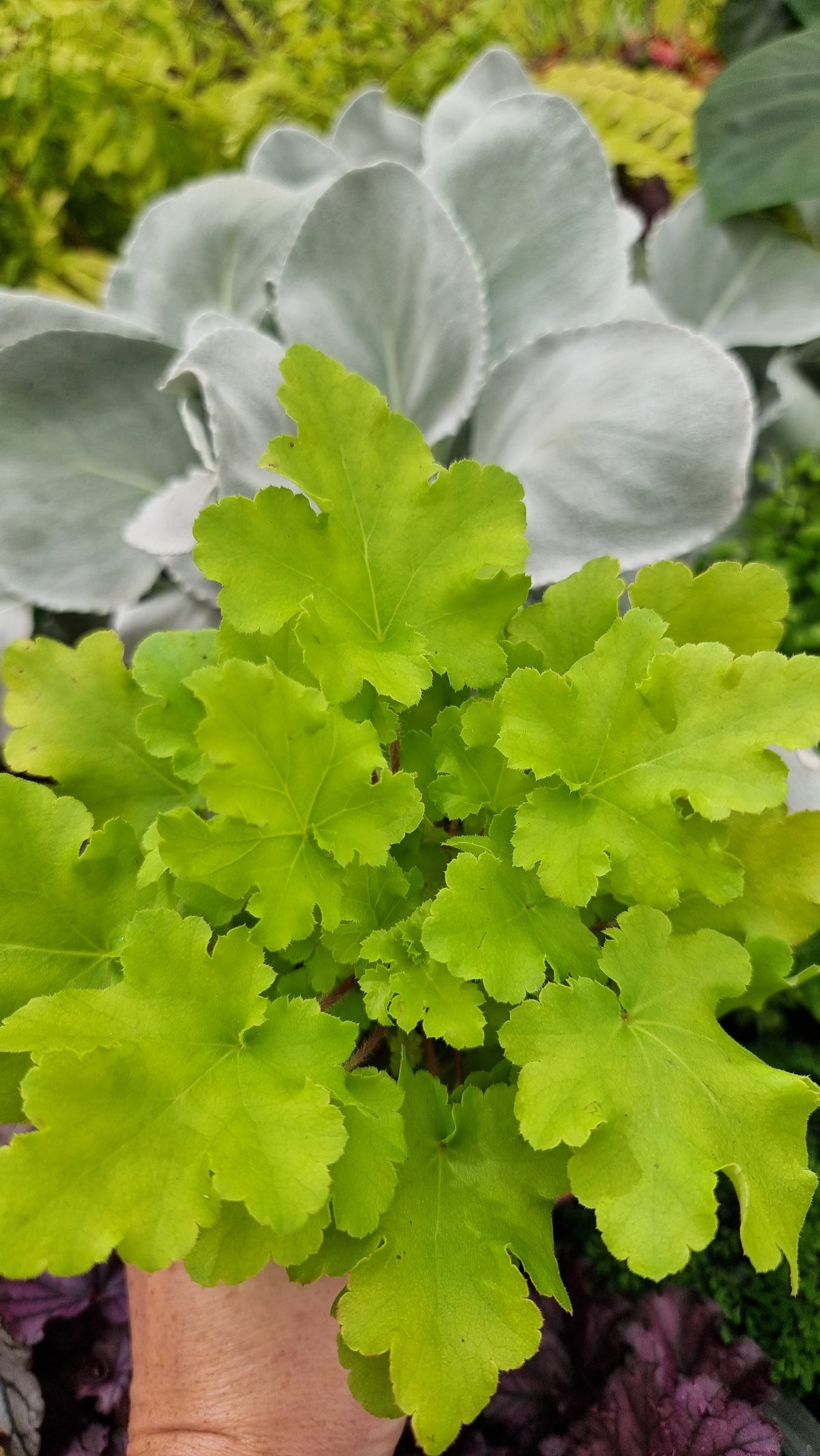 Heuchera '青檸果醬' - 珊瑚鐘