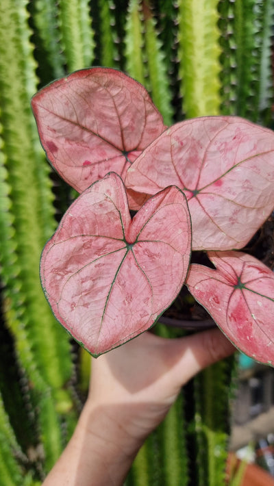 Caladium 'The Scarlet Girl' Root'd Plants 