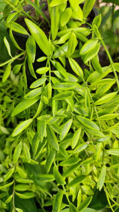 Aeschynanthus sp。杂色 - 口红厂