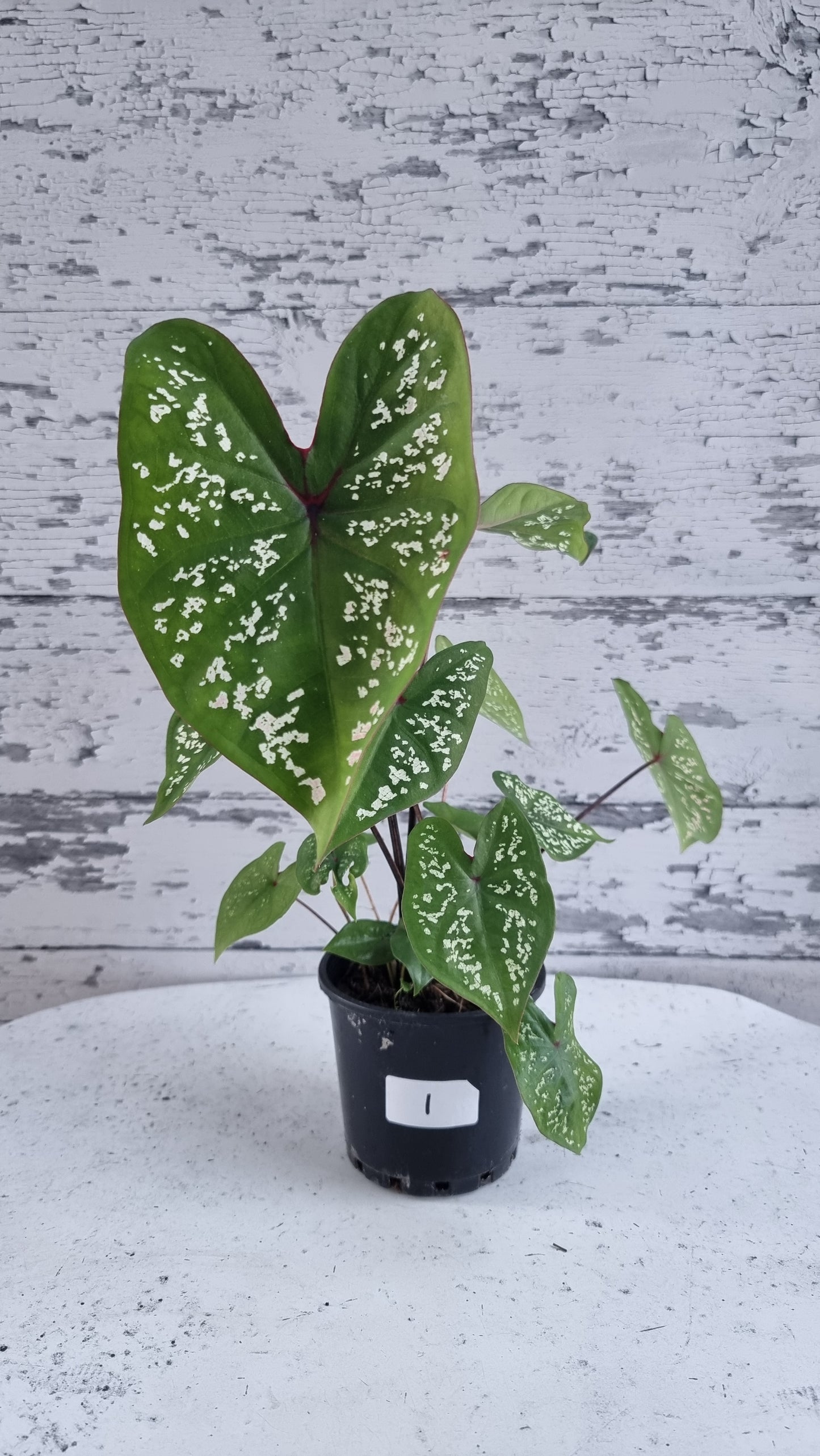Caladium bicolour 'Pink Jade'