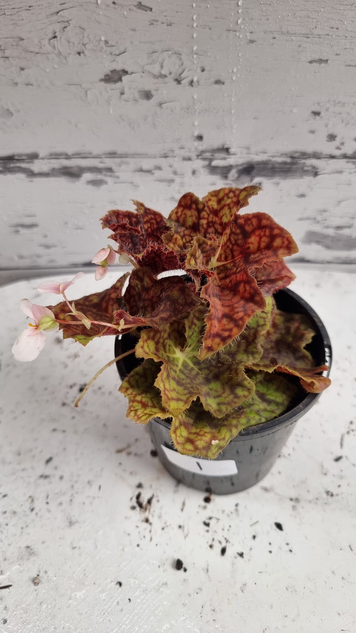 Begonia fuscomaculata var. NOID 'Plum Swirl'