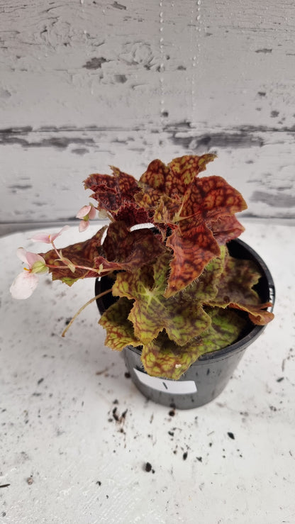 Begonia fuscomaculata var. NOID 'Plum Swirl'