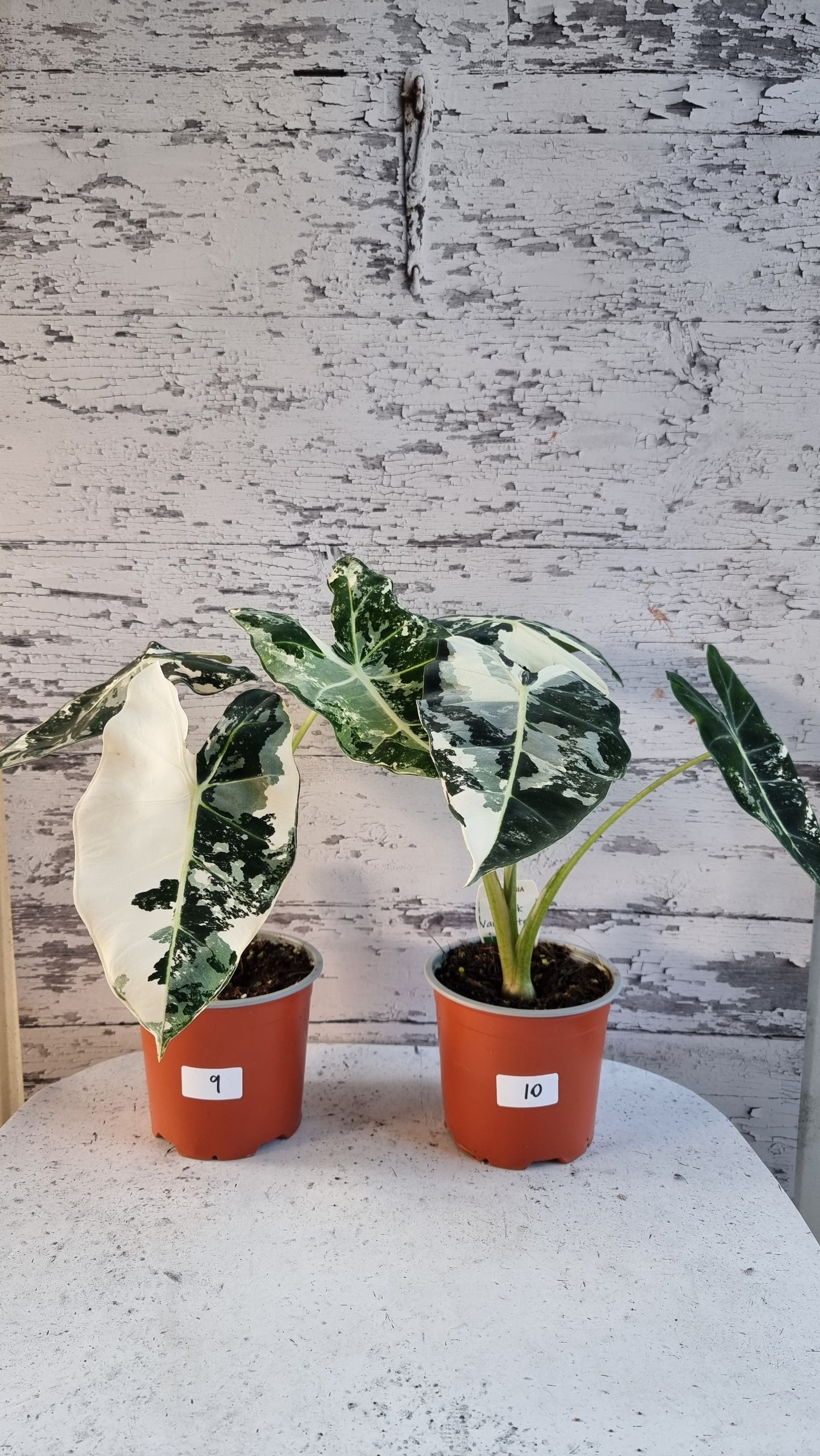 Alocasia micholitziana 'Frydek' - 雜色綠天鵝絨