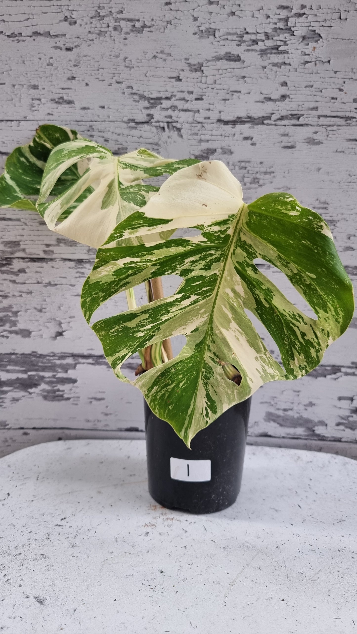 Monstera deliciosa borsigiana variegata - Variegated Fruit Salad Plant