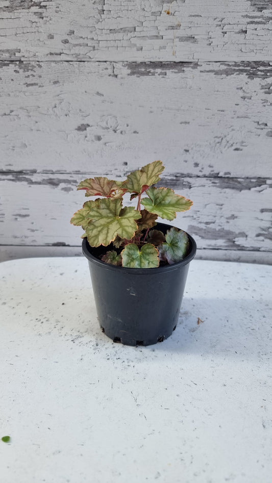 Heuchera 'Ginger Ale' - Coral Bells