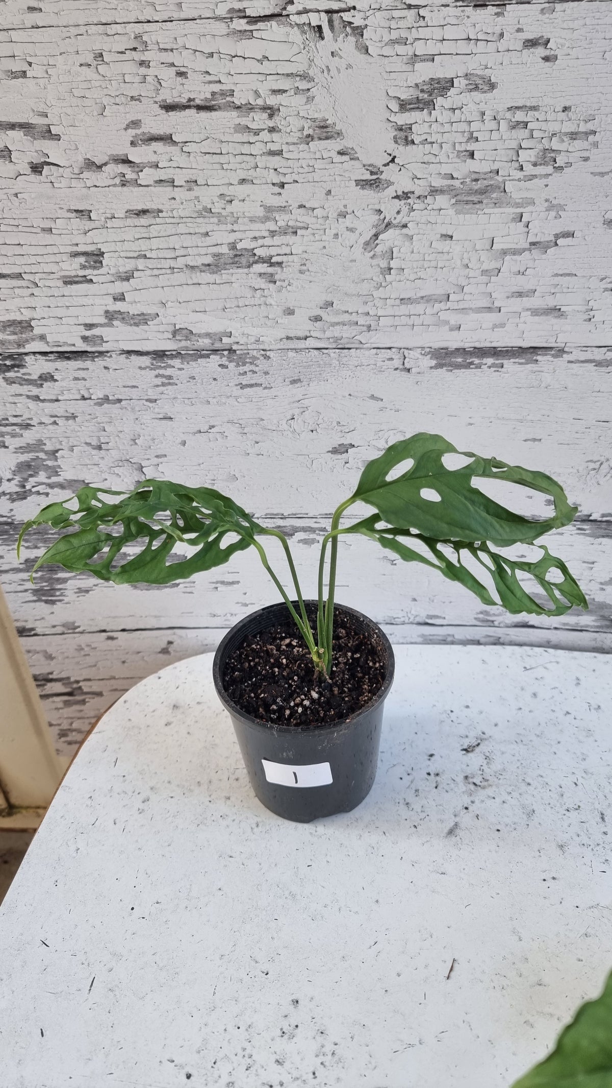 Monstera obliqua 'Peru'
