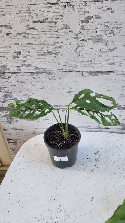 Monstera obliqua 'Peru'