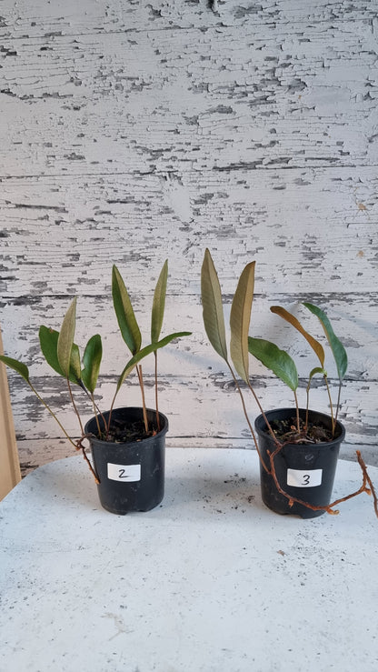 Pyrrosia lingua - Japanese Felt Fern
