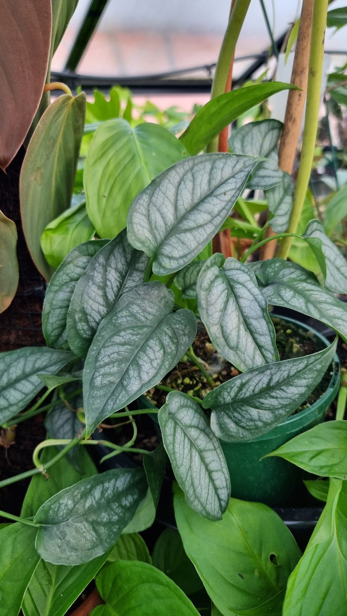 Monstera siltepecana